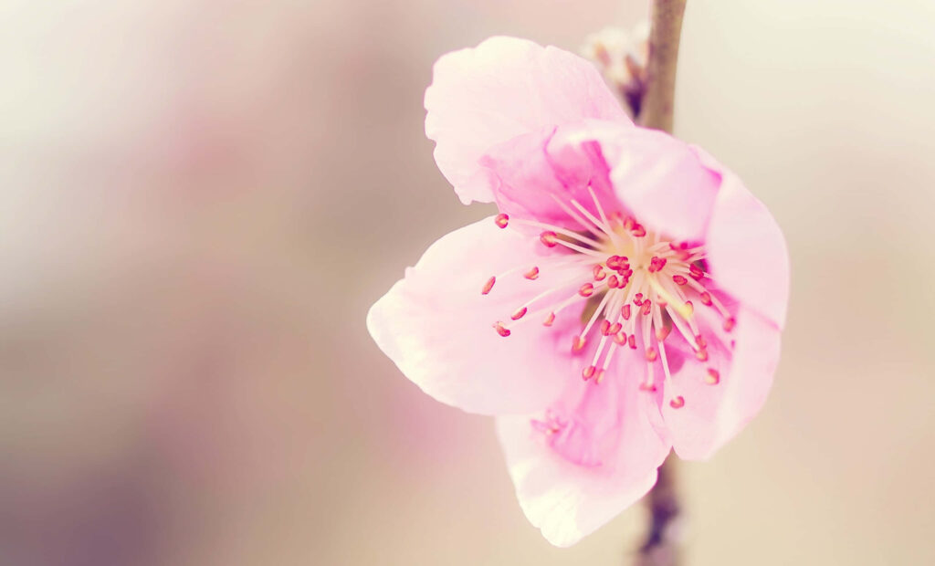 Serene Close-Up of Soft Pink Flowers with Gentle Shadows Wallpaper