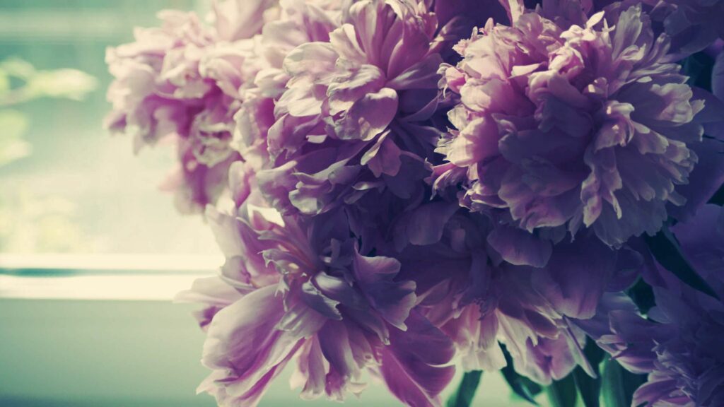 Serene Soft Pink Peonies Wallpaper for 1920x1080 Display