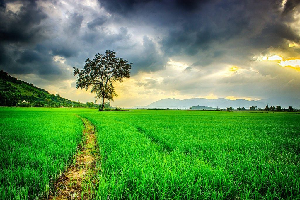Solitary tree in vibrant green rice field under dramatic stormy sky with golden sunlight rays Wallpaper