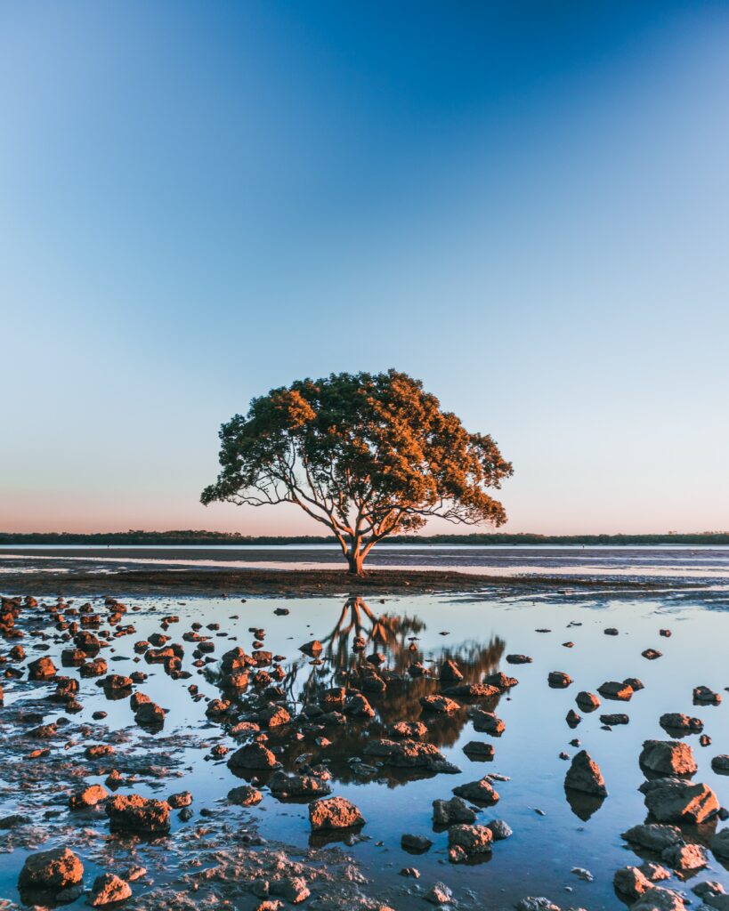 Serene solitary tree on shore with stones and calm water reflecting blue sky and sunlight wallpaper