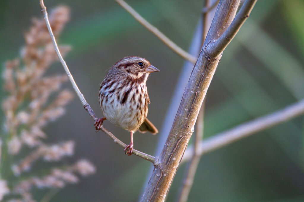 Serene Song Sparrow Wallpaper: Graceful Bird on Blurred Background