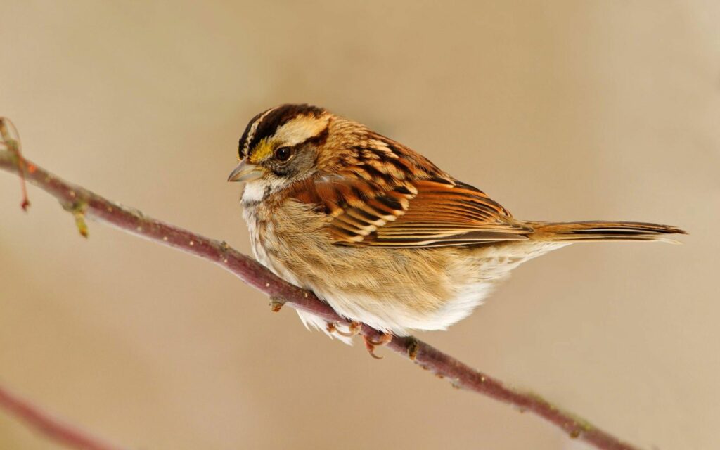 Serene Sparrow Wallpaper: Intricate Feathers on a Soft Background