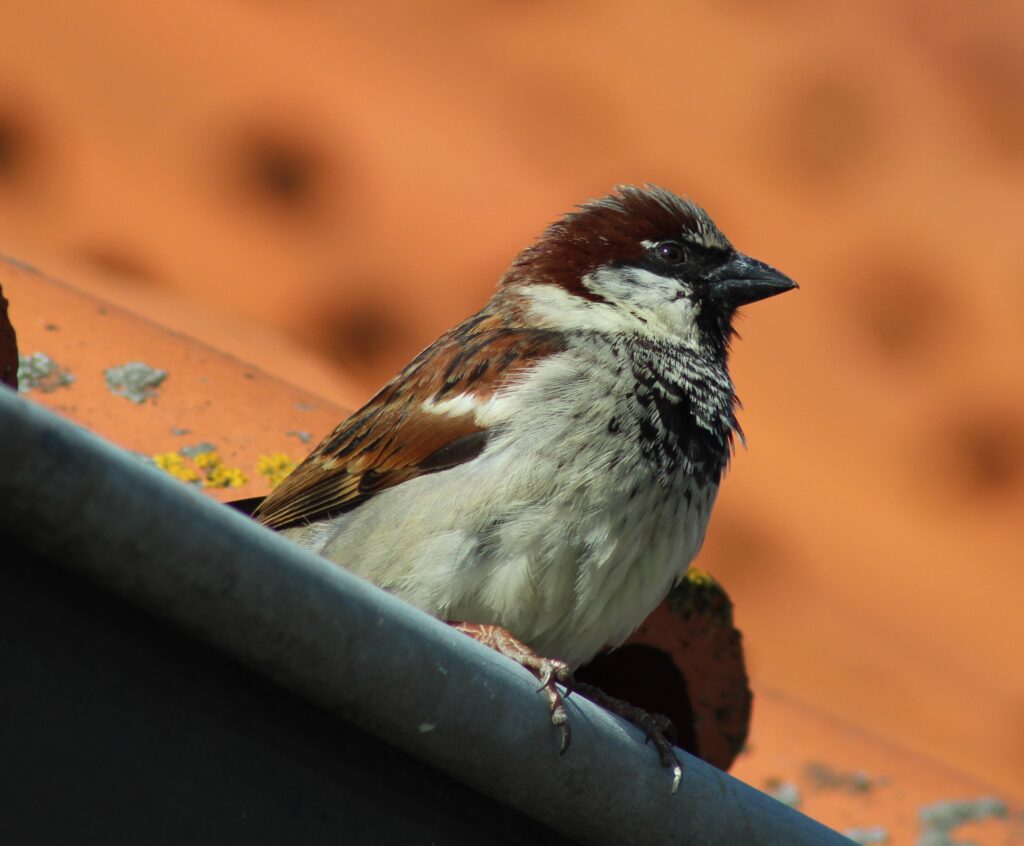 Serene Sparrow Wallpaper: Textured Feathers & Warm Background