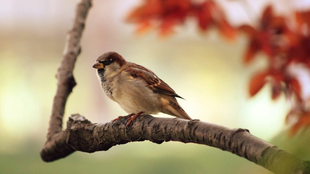 Sparrow Perched on Tree Branch: Serene Nature Wallpaper