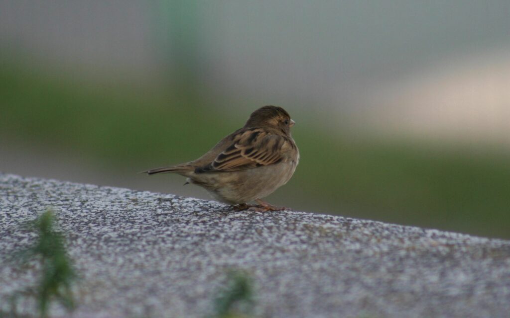 Serene Sparrow Wallpaper: Earthy Tones on Textured Background