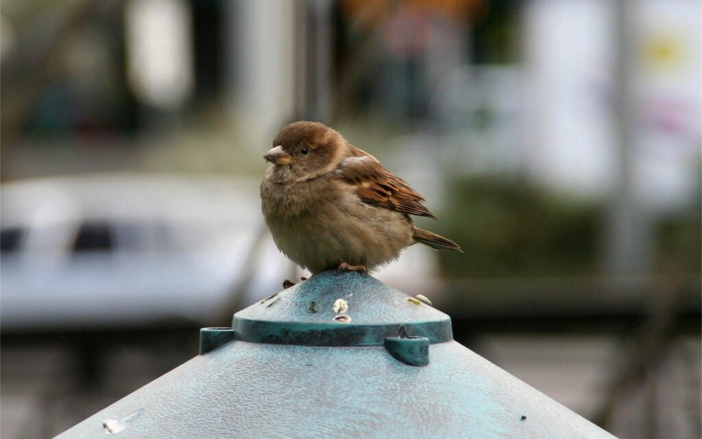 Intricate Sparrow on Rooftop: Calm Beauty with Blurred Background Wallpaper