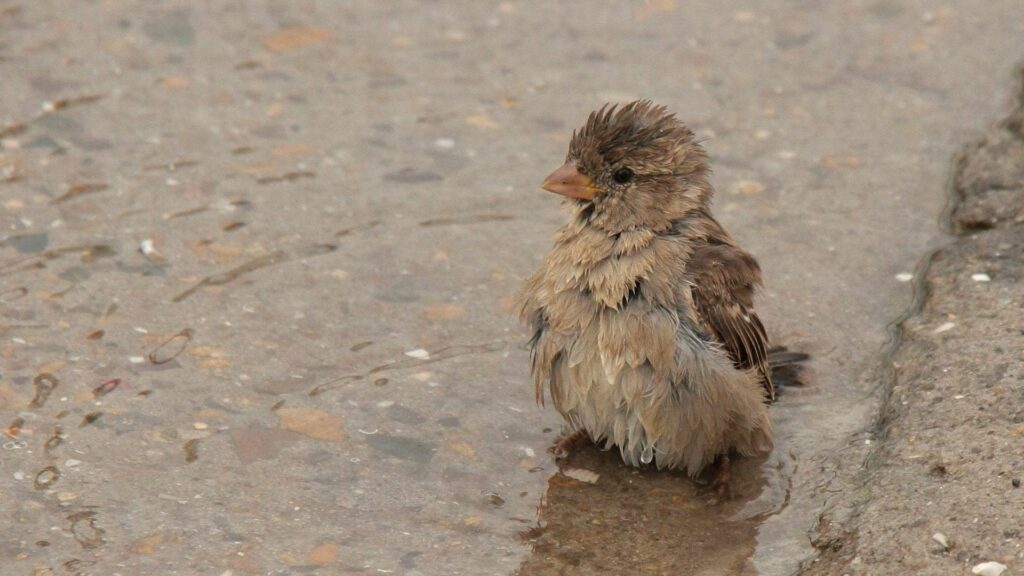 Serene Sparrow in Puddle - 1920x1080 Nature Wallpaper