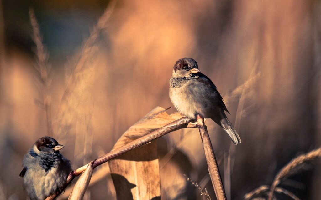 Serene 1920x1200 Wallpaper of Sparrows on Sunlit Branch