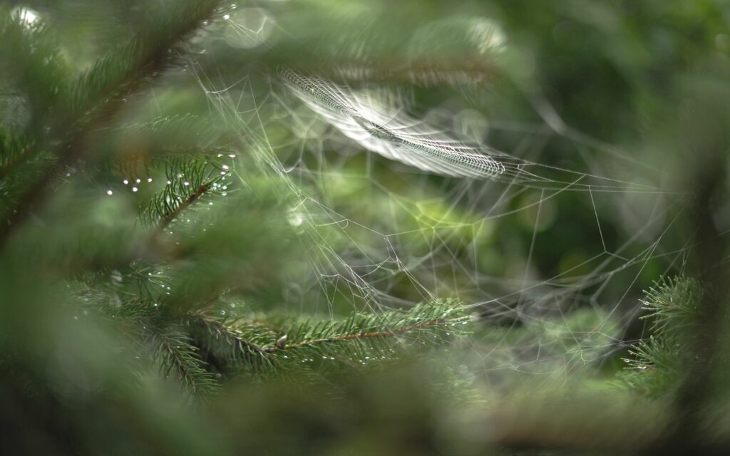 Soft Green Spider Web Close-Up with Dew – Serene Wallpaper Background