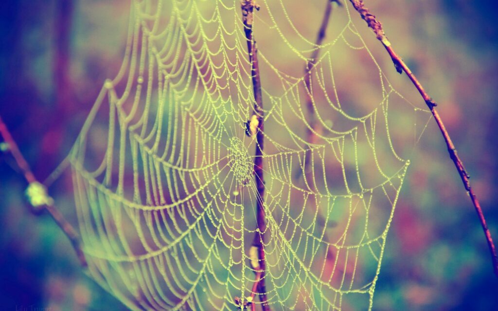 Dew-Covered Spider Web Between Branches - Serene Wallpaper Background