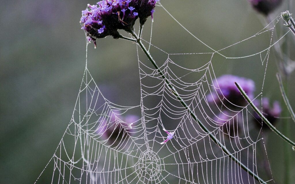 Serene Spider Web with Dewdrops | Purple Blooms Wallpaper Background