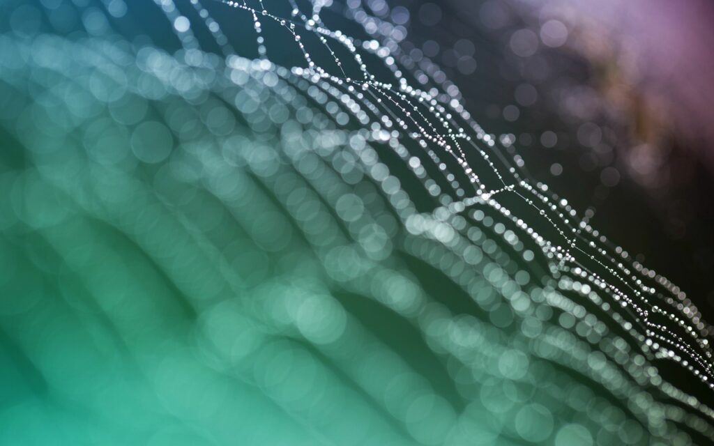 Serene Spider Web with Dewdrops: Enchanting Wallpaper Background