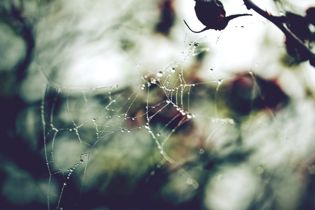 Serene Spider Web with Dewdrops: A Soft Wallpaper Background
