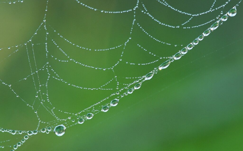 Serene Spiderweb Wallpaper with Dew Drops on Soft Green Background