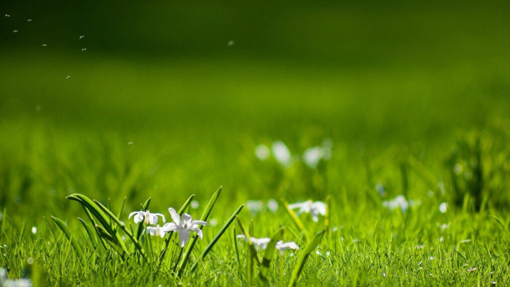 Enchanting Summer Landscape: Lush Green Meadow with Delicate Blooms Wallpaper