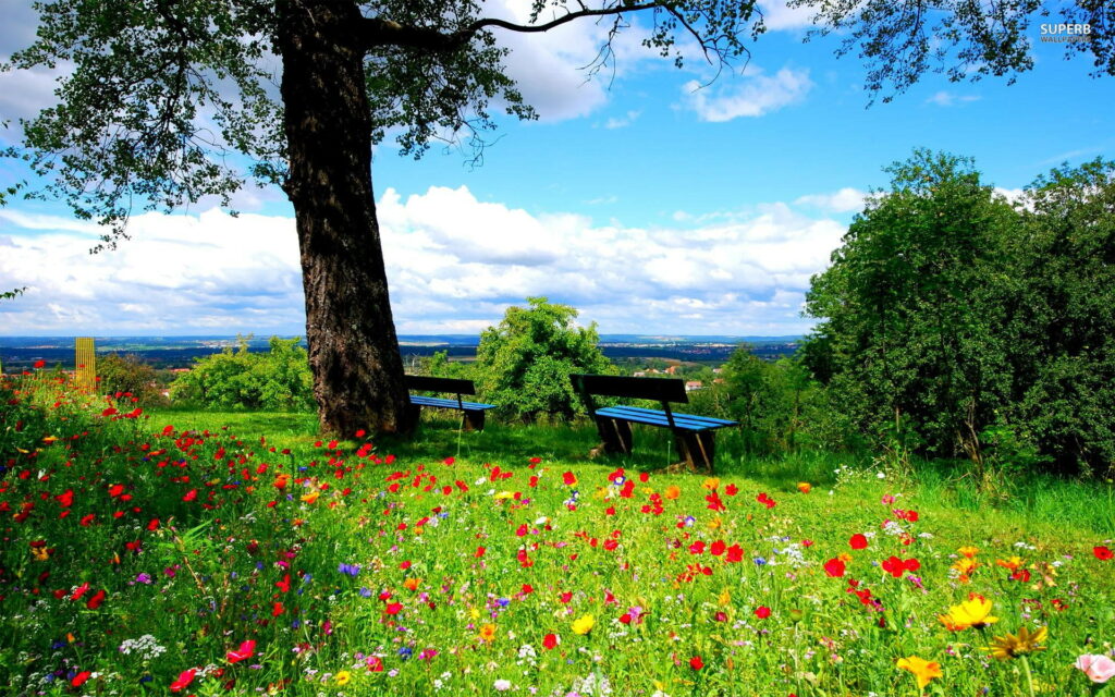 Peaceful spring park with wildflower meadow wooden benches large tree and bright blue sky Wallpaper
