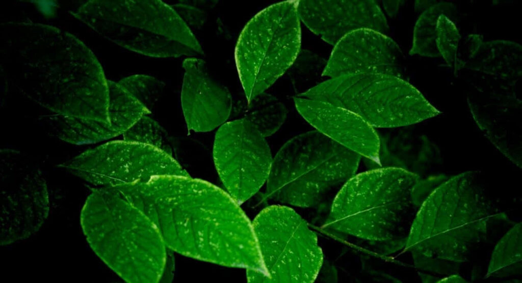 Serenity in Nature's Green Oasis: A Tranquil Desktop Wallpaper