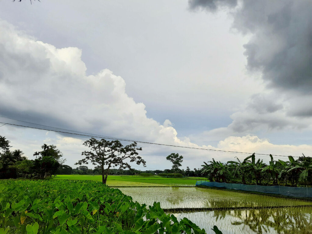 Enchanting Rural Tranquility in Bangladesh: Captivating Village Landscape Awash with Verdant Foliage Wallpaper
