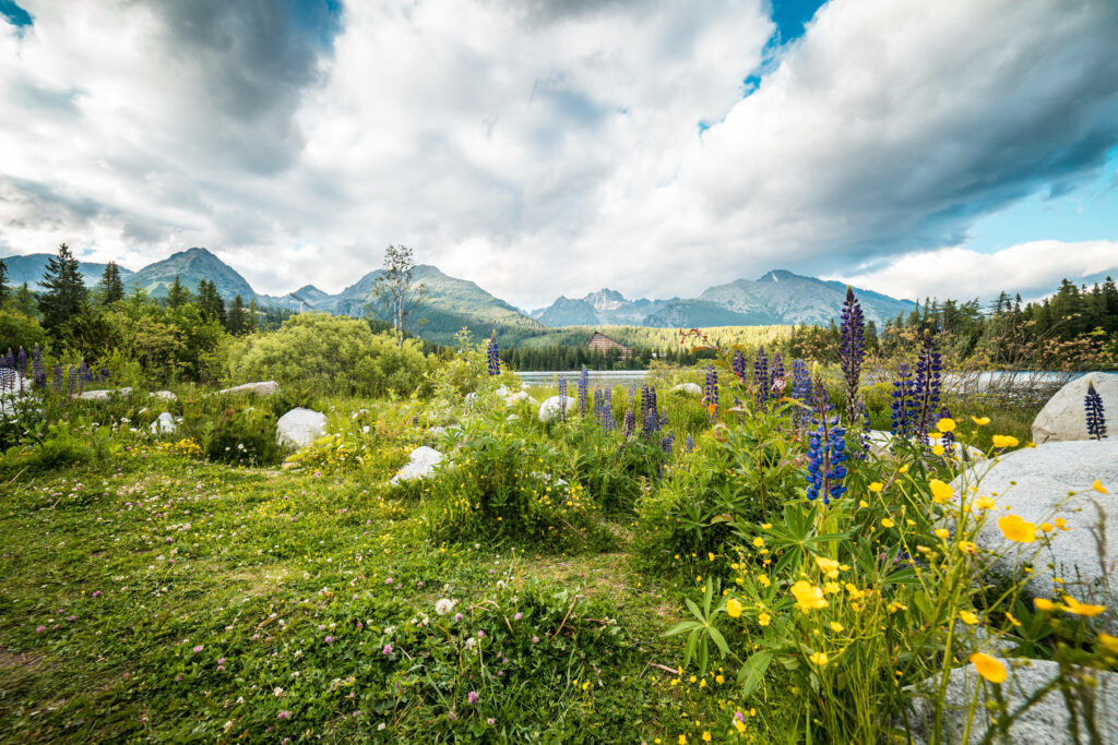 Enchanting Alpine Vista: Majestic High Tatra Mountains Adorned with Vibrant Wildflowers - Breathtaking Nature Background Wallpaper