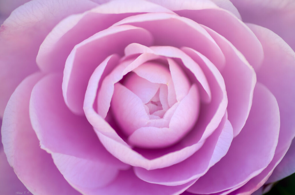 From Above: Capturing the Full Bloom of a Light Purple Rose on a Soft Background Wallpaper