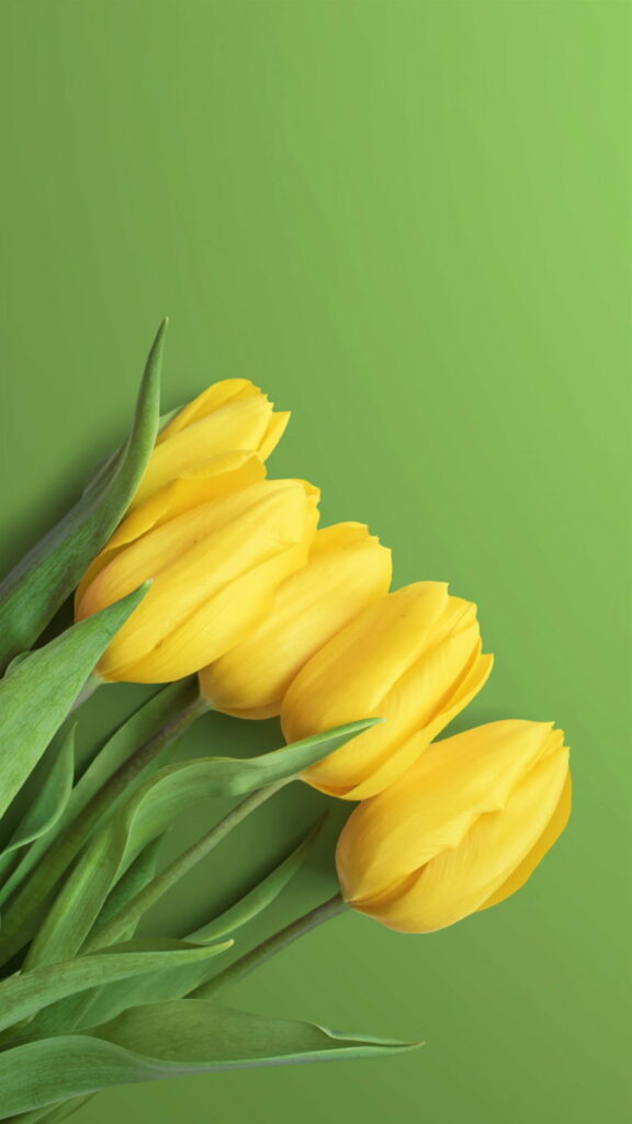 Eternal Beauty: Captivating HD Phone Wallpaper featuring Yellow Tulips in Nature's Embrace