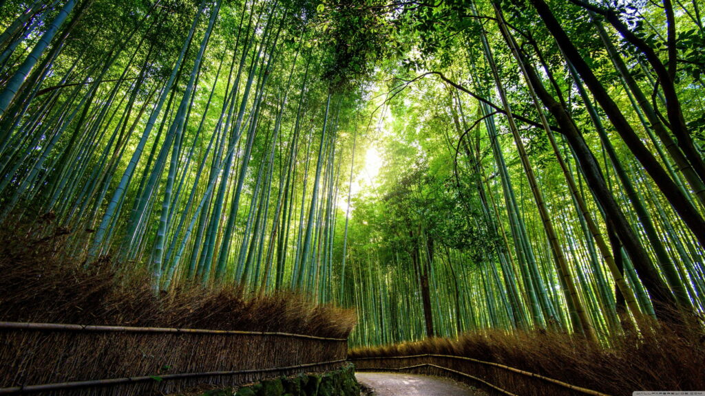 Verdant Paradise: Majestic Bamboo Canopy in 4K Wallpaper