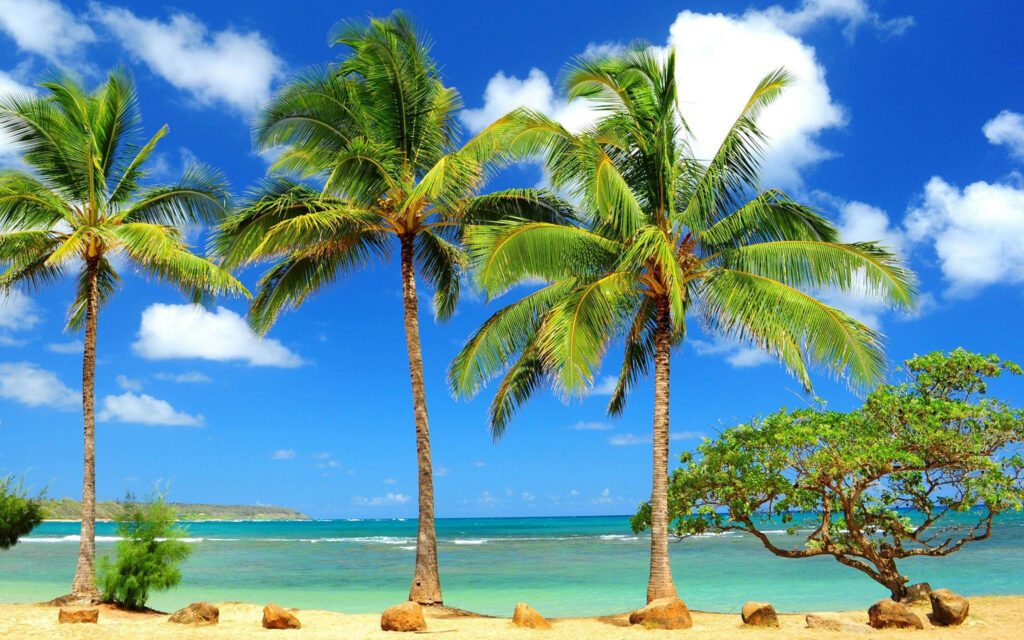 Coco Craze: Vibrant Palm Trees and Pristine Ocean Beauty Wallpaper