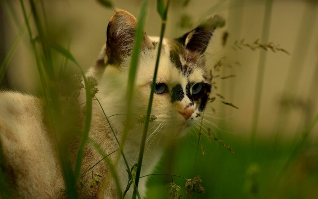 Spotted Cat in Grass: Serene 1920x1200 Wallpaper Background