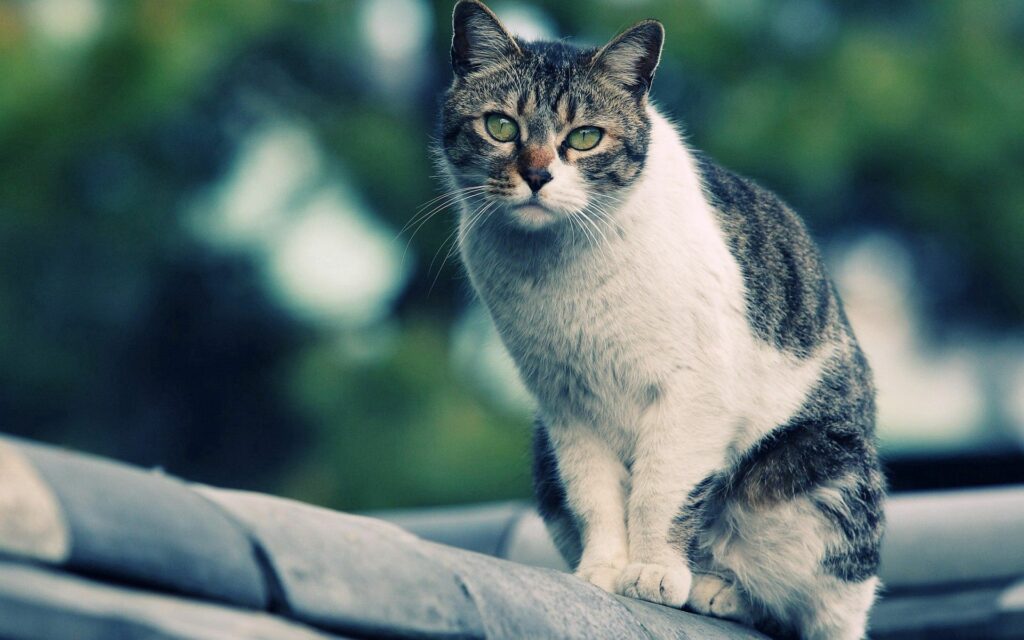 Graceful Spotted Cat on Rooftop with Serene Greenery Background Wallpaper