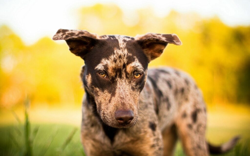 Spotted Dog Wallpaper: Serene Scene with Warm Lighting and Soft Focus