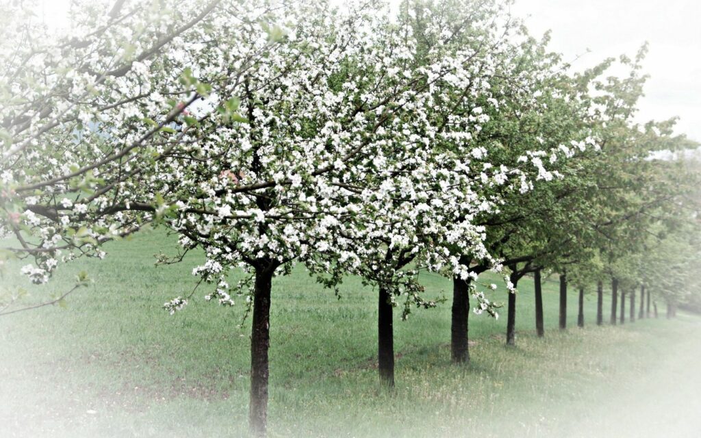 Serene spring wallpaper with blooming apple trees white flowers green grass peaceful garden background