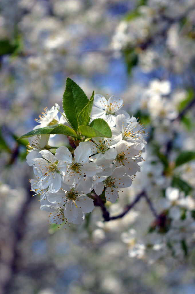 Serene Close-Up: White Flowers & Lush Green Leaves Wallpaper