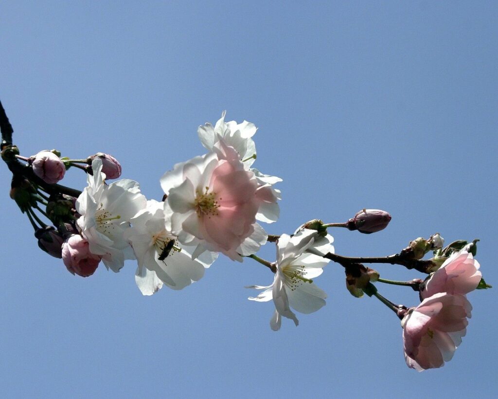 Spring Blossoms Wallpaper: Serene Blooming Branch with Blue Sky
