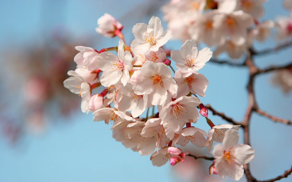 Serene Spring Blossom Wallpaper: Delicate Branch Against Blue Sky