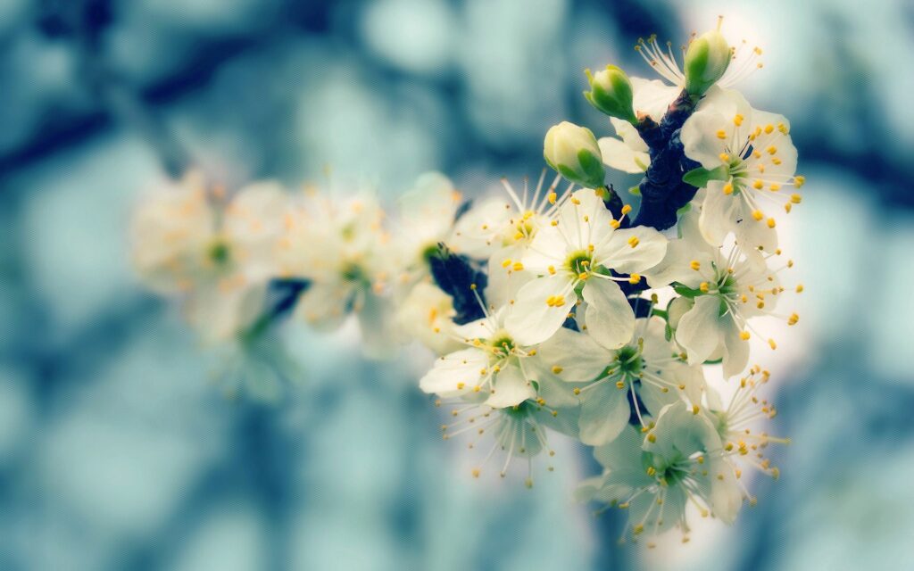 Delicate Spring Blossoms Wallpaper - Serene Nature Background