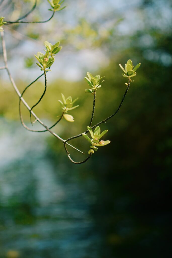 Delicate green leaf branch in sharp focus with sunlit blurred background spring wallpaper