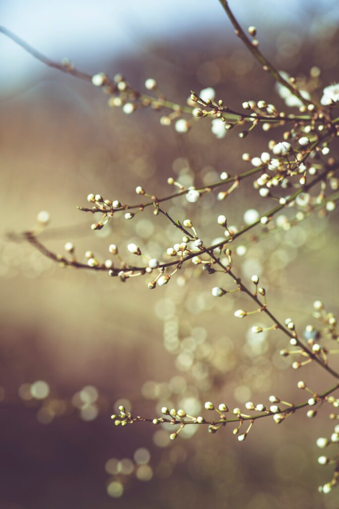 Delicate plant branches with white buds on a blurred background spring nature wallpaper