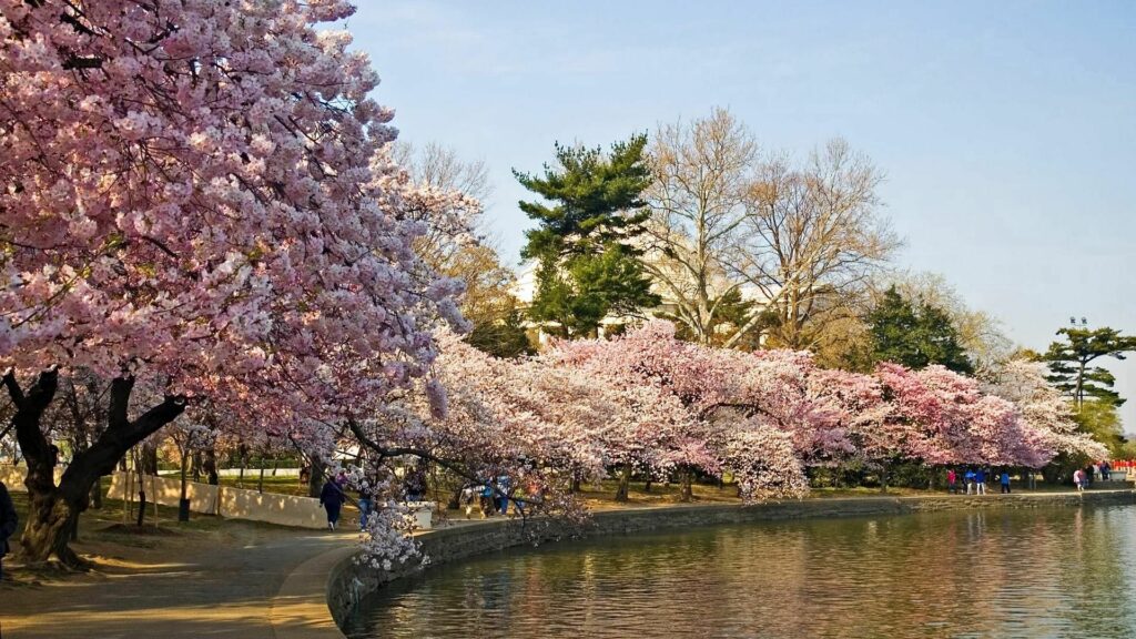 Serene spring park with vibrant pink cherry blossoms beside calm pond under clear blue sky wallpaper