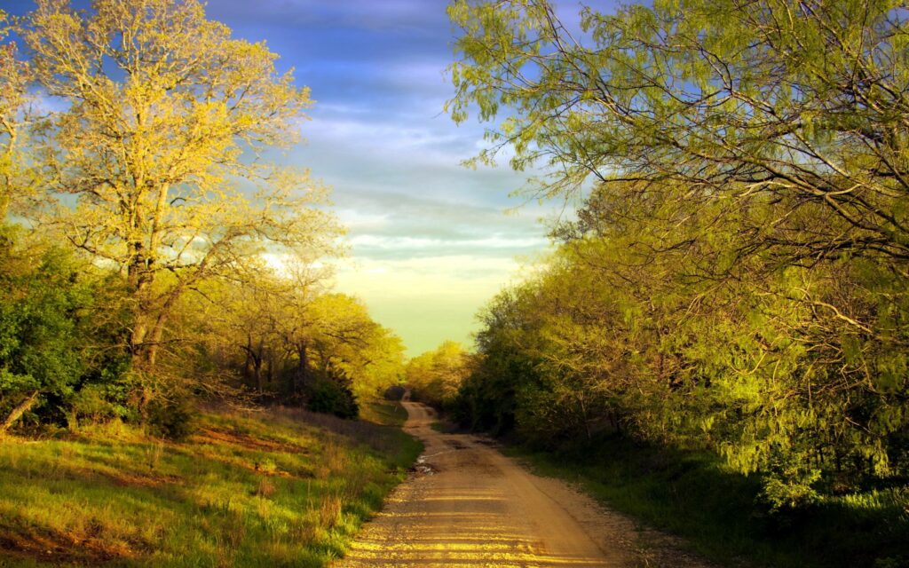 Serene spring country road with lush trees green grass and golden sunlight peaceful landscape Wallpaper
