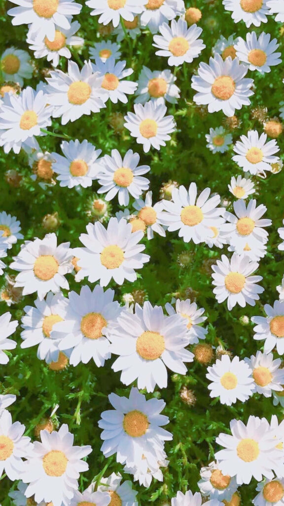 Calming iPhone Wallpaper: White Daisies & Green Background