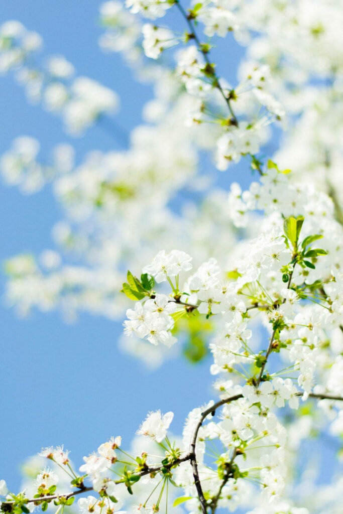 Serene Spring Day: White Flowers Against Clear Blue Sky Background Wallpaper