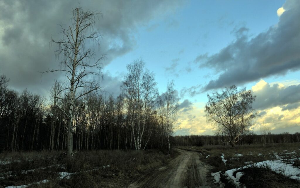 Winding road with slender birch trees and patches of snow under gray clouds in spring evening Wallpaper