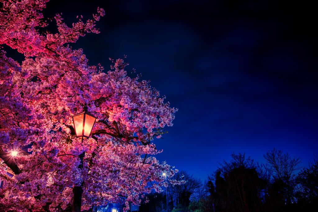 Tranquil Spring Evening: Vibrant Sakura Blooms & Glowing Lantern Background Wallpaper