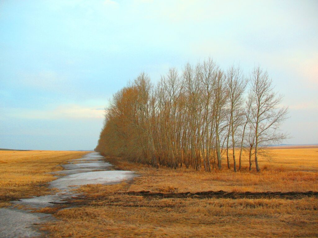 Serene spring wallpaper of golden field with melted snow tilled earth and bare trees horizon