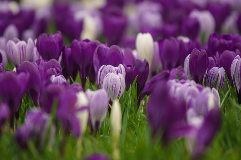 Stunning Purple and White Flower Field Wallpaper - Spring Beauty
