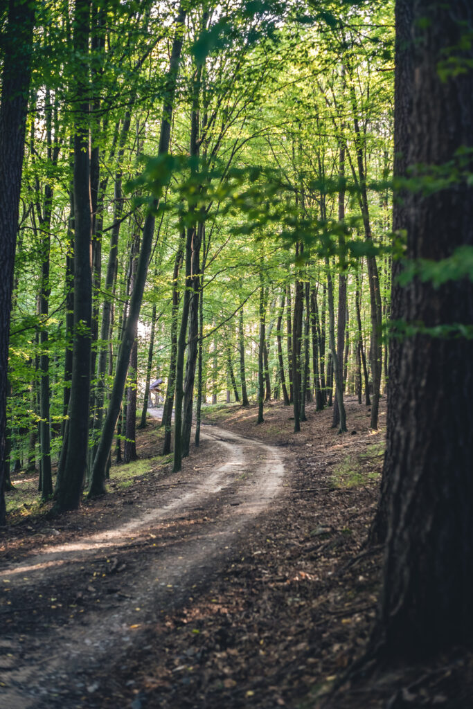 Serene forest wallpaper with winding dirt road tall trees lush green leaves spring sunlight