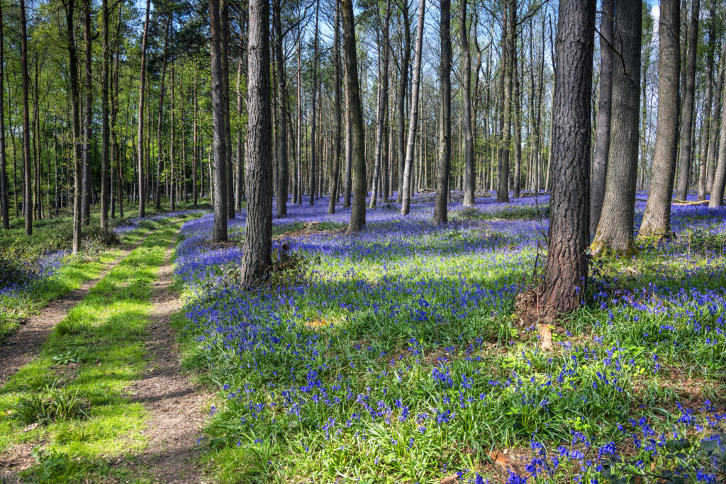 Serene Spring Forest Wallpaper: Vibrant Trail & Blue Flowers