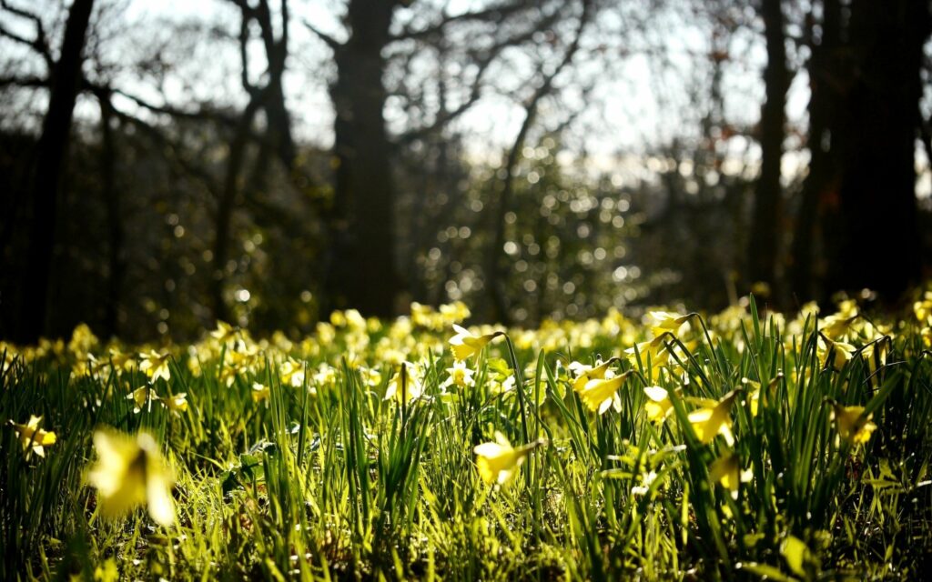 Tranquil Spring Forest Wallpaper with Vibrant Daffodils