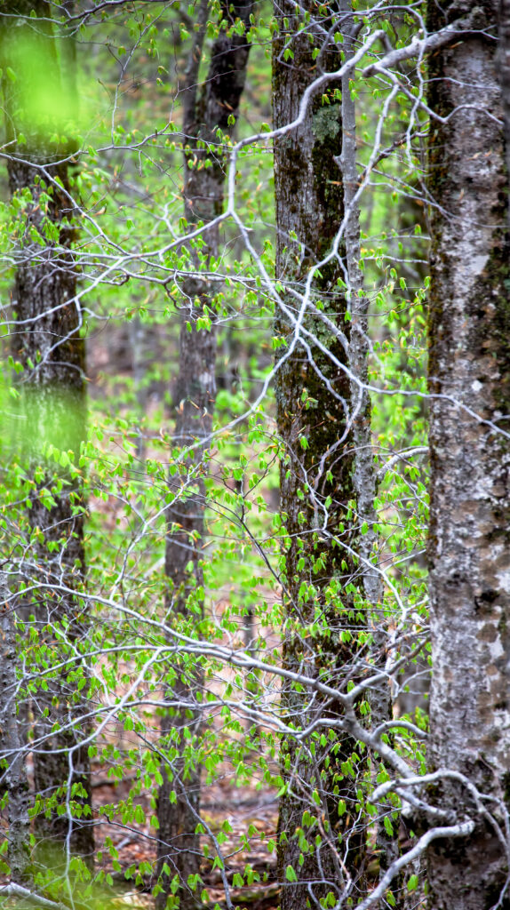 Tranquil spring forest wallpaper with tall trees fresh green leaves and textured branches