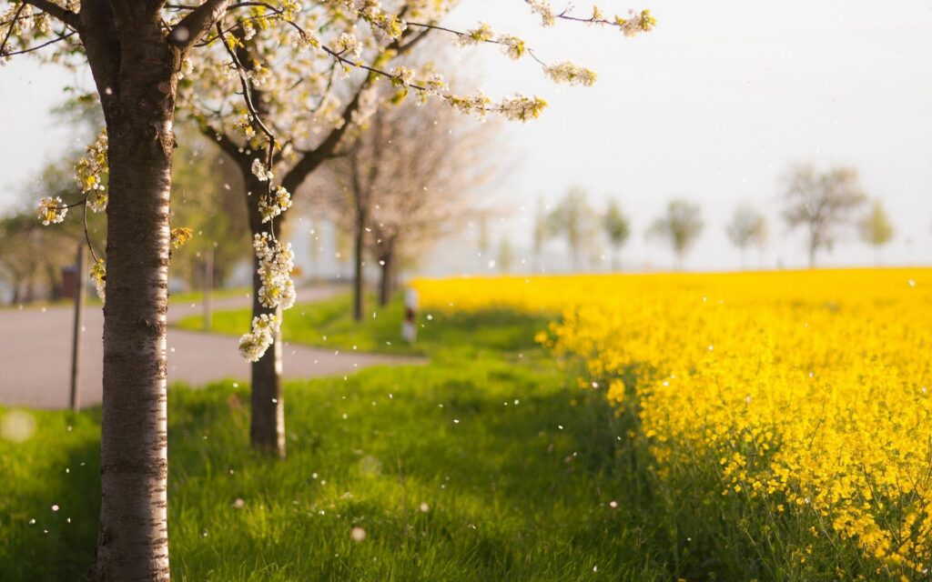 Serene spring landscape with flowering trees lush green grass and vibrant yellow flower field wallpaper